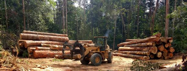 How Our Tree Care Process Works  in  Pembroke, GA