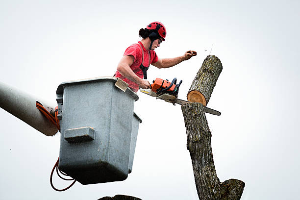 Professional Tree Care in Pembroke, GA